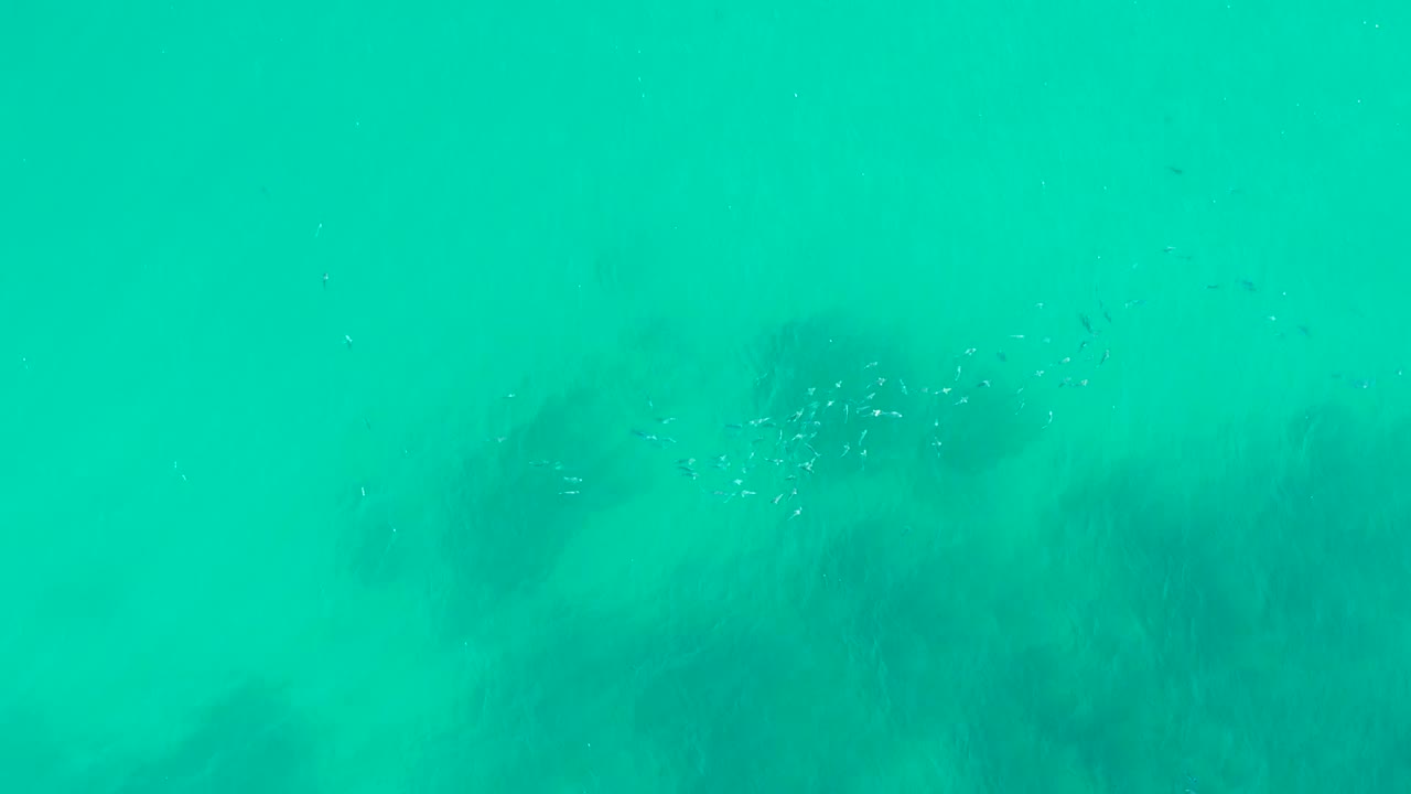 Small fish over dark kelp in clear water