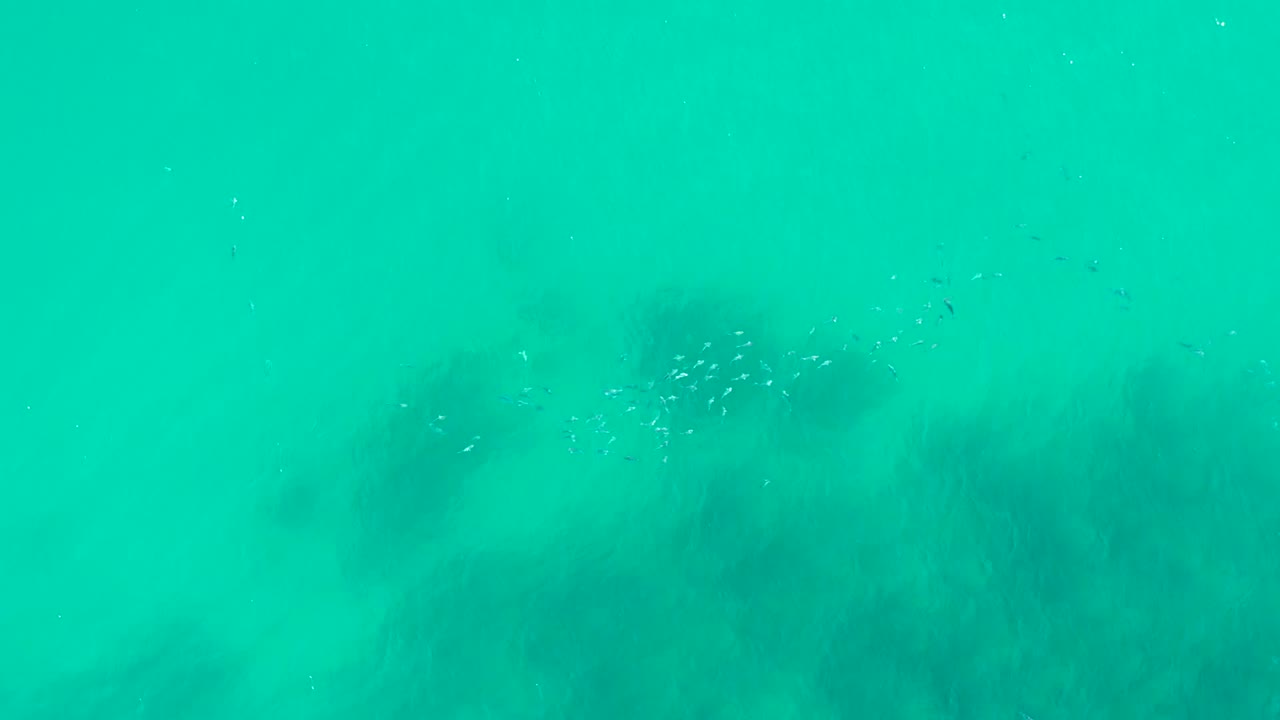 Dark kelp spreads across the center of the turquoise water at Playa Acapulquito while small fish gather near the upper middle, with no visible people.