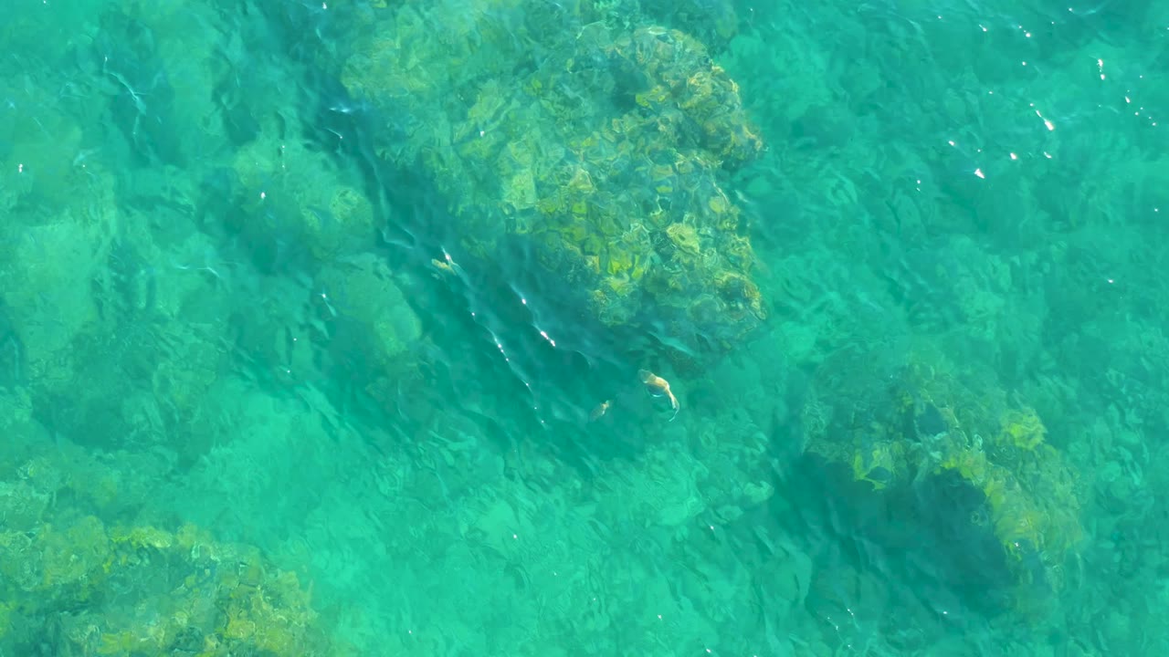 Overhead Los Cabos water view with algae-coated rocks, a small fish near the right side, soft surface highlights, and no visible people.