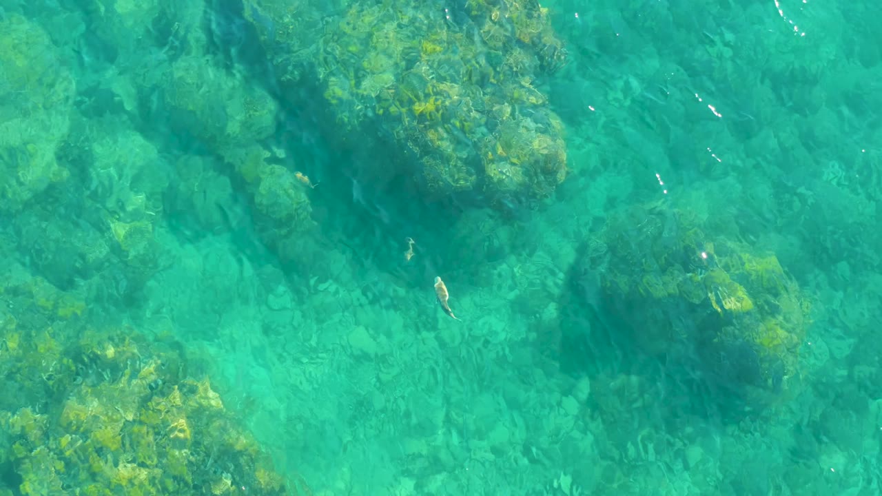 Overhead view at Playa Acapulquito, Los Cabos, showing clear turquoise water, rocky seabed patches, and a small pale fish near the left side, with no visible people.