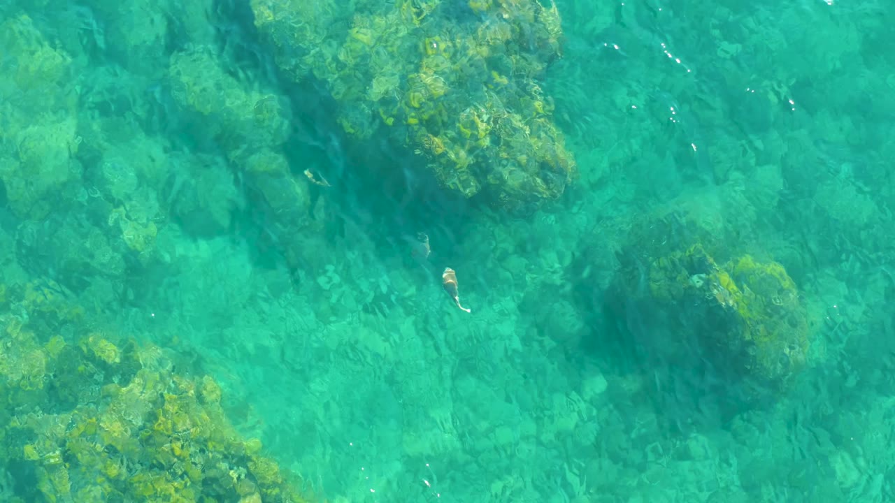 Overhead frame from Playa Acapulquito, Los Cabos, with submerged green-brown rocks, clear shallow water, and a small fish closer to the center, with no visible people.