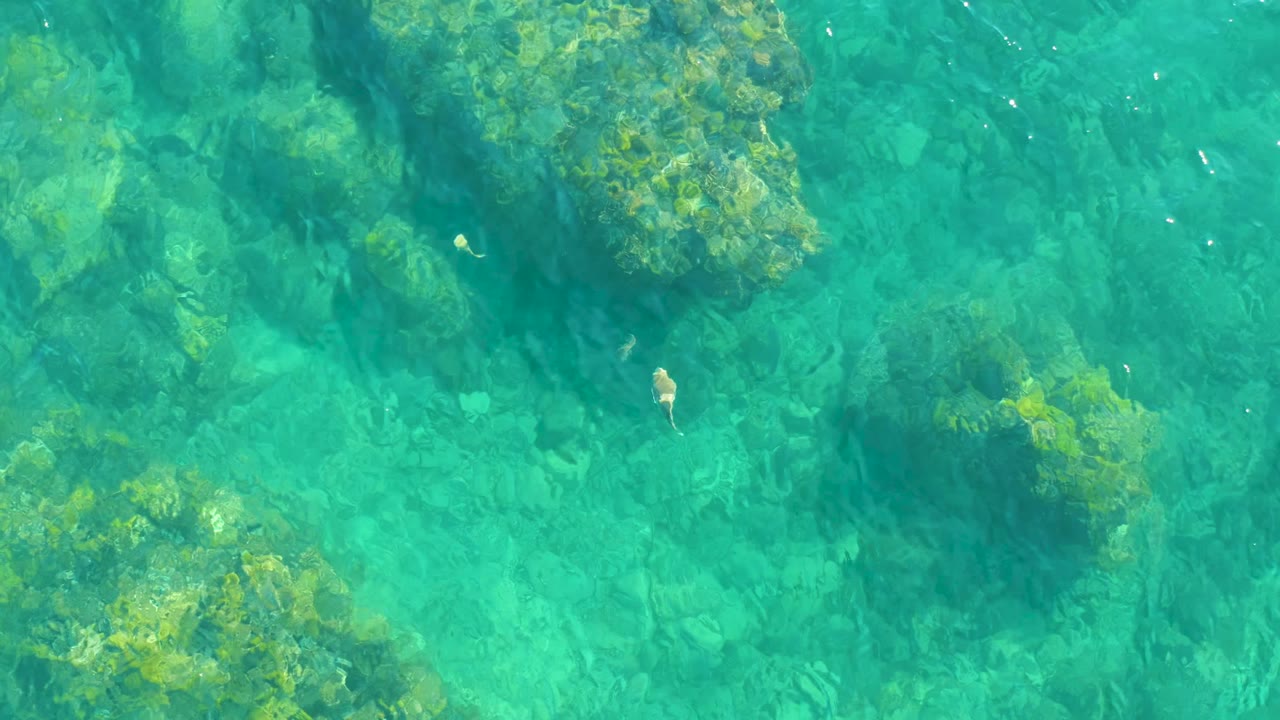 Top-down Playa Acapulquito water detail with bright turquoise shallows, scattered algae-covered rocks, and a small fish near the upper right area, with no visible people.