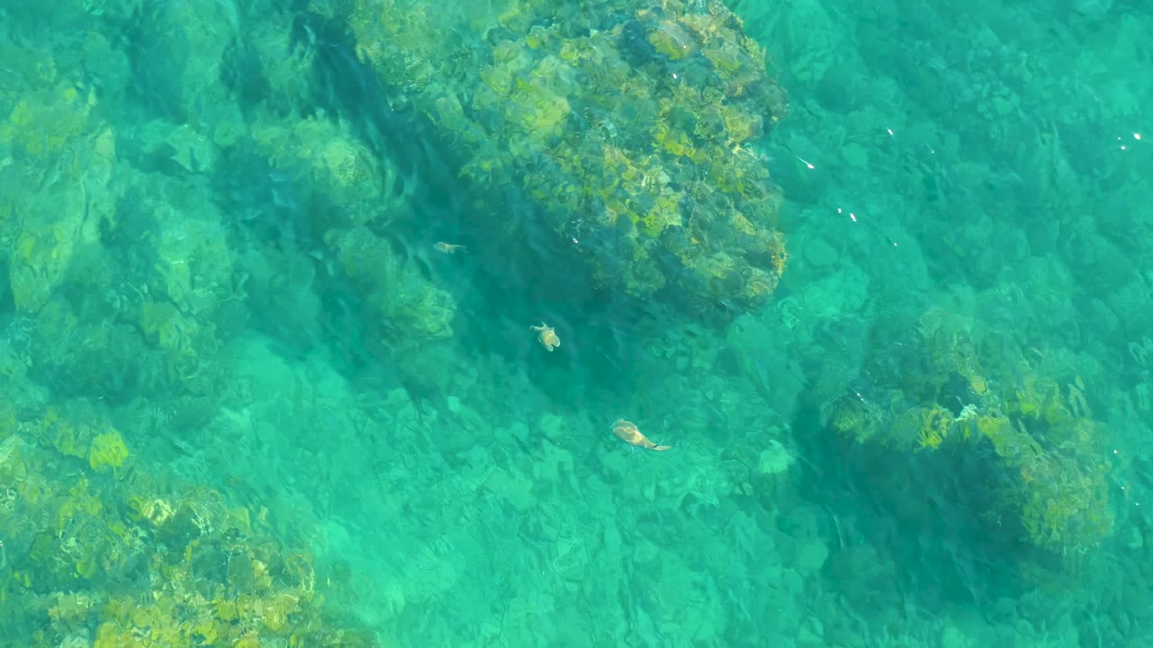 Overhead view of clear turquoise water at Playa Acapulquito, Los Cabos, with algae-covered rocks below the surface, a few small fish, and no visible people.
