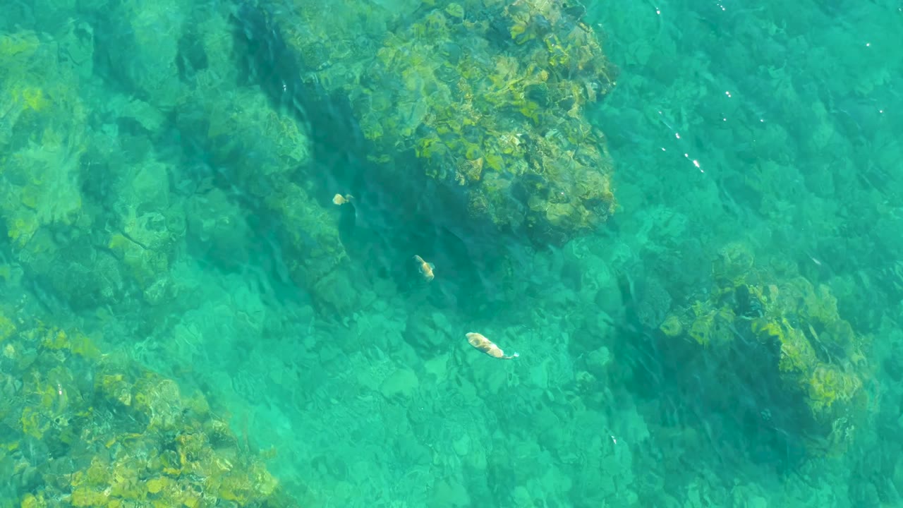 Small fish over clear blue-green water and rocky seabed.