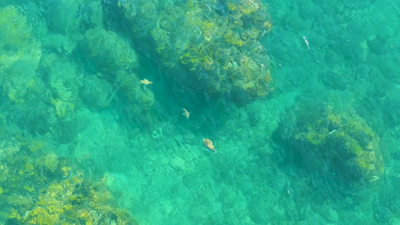 Overhead frame from Playa Acapulquito showing turquoise water, rounded underwater rocks with green algae, scattered small fish, and no visible people.