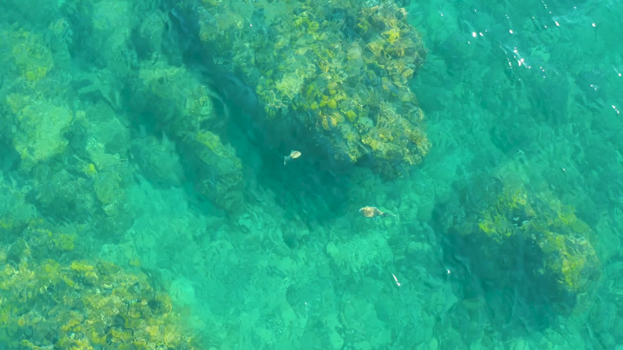At Playa Acapulquito in Los Cabos, clear turquoise water reveals rocks, green algae, and a small fish near the upper left area with no visible people.