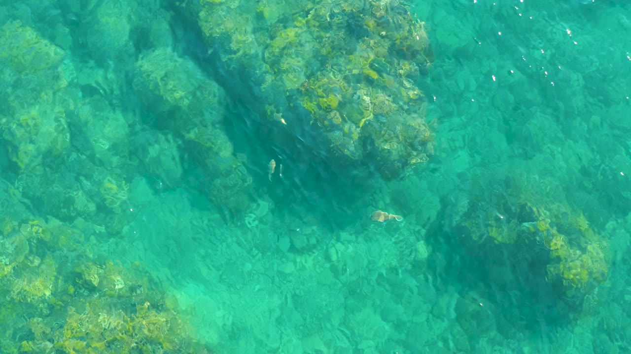 Top-down view of clear turquoise water at Playa Acapulquito Los Cabos showing algae-covered rocks, scattered small fish, and no visible people.