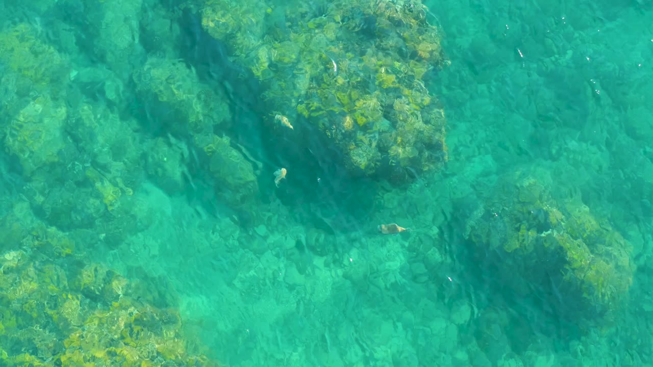 Small fish swim above submerged rocks in clear green-blue water.
