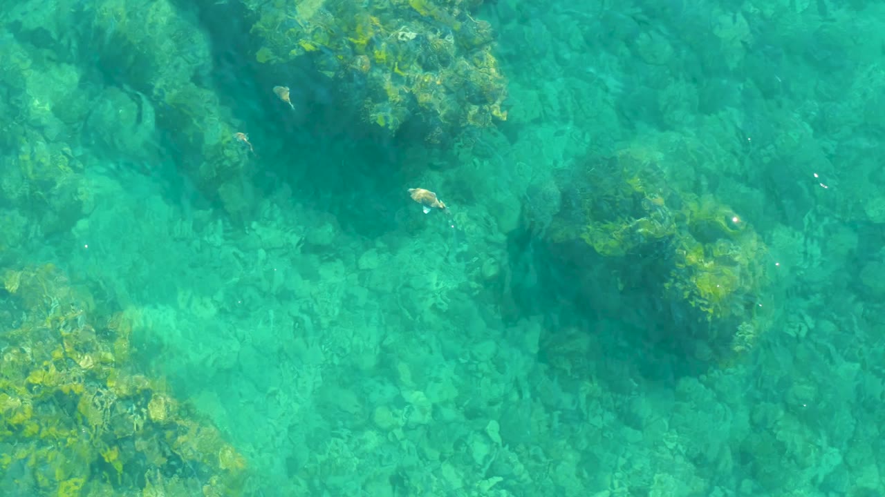 Looking down into clear turquoise water at Playa Acapulquito, with algae-covered rocks across the upper frame, pale rocky seabed below, and no visible people.
