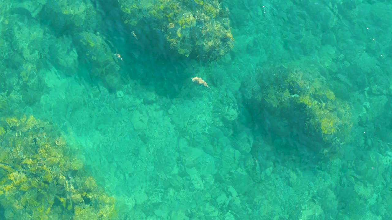 Small fish above rocks in clear turquoise water.