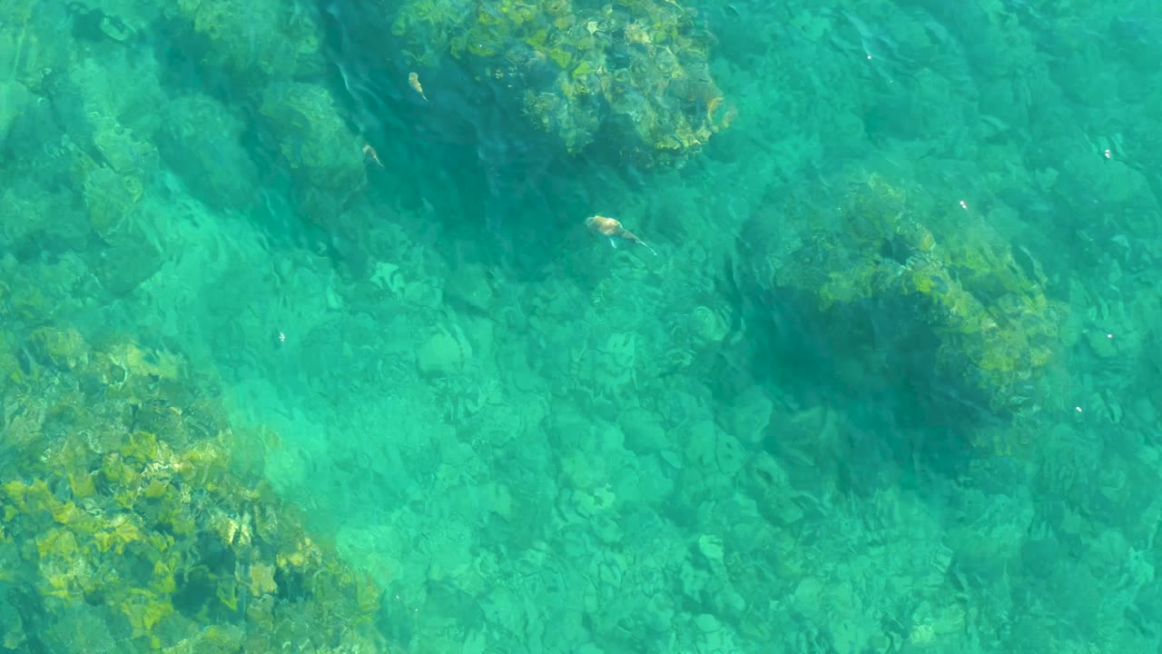 Clear shallow water at Playa Acapulquito reveals scattered rocks and algae, with a small fish near the top of the frame and no visible people.