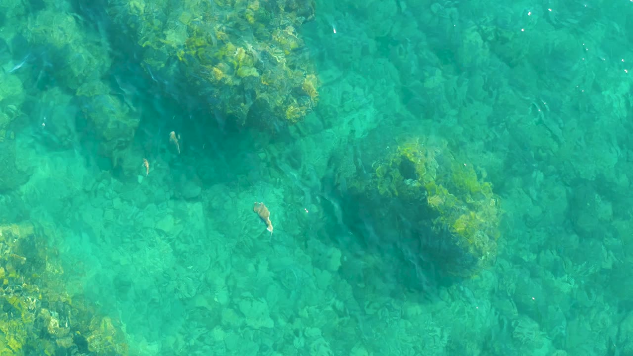 At Playa Acapulquito Los Cabos, clear turquoise water shows algae-covered rock patches and small fish above a stony seabed, with no visible people.
