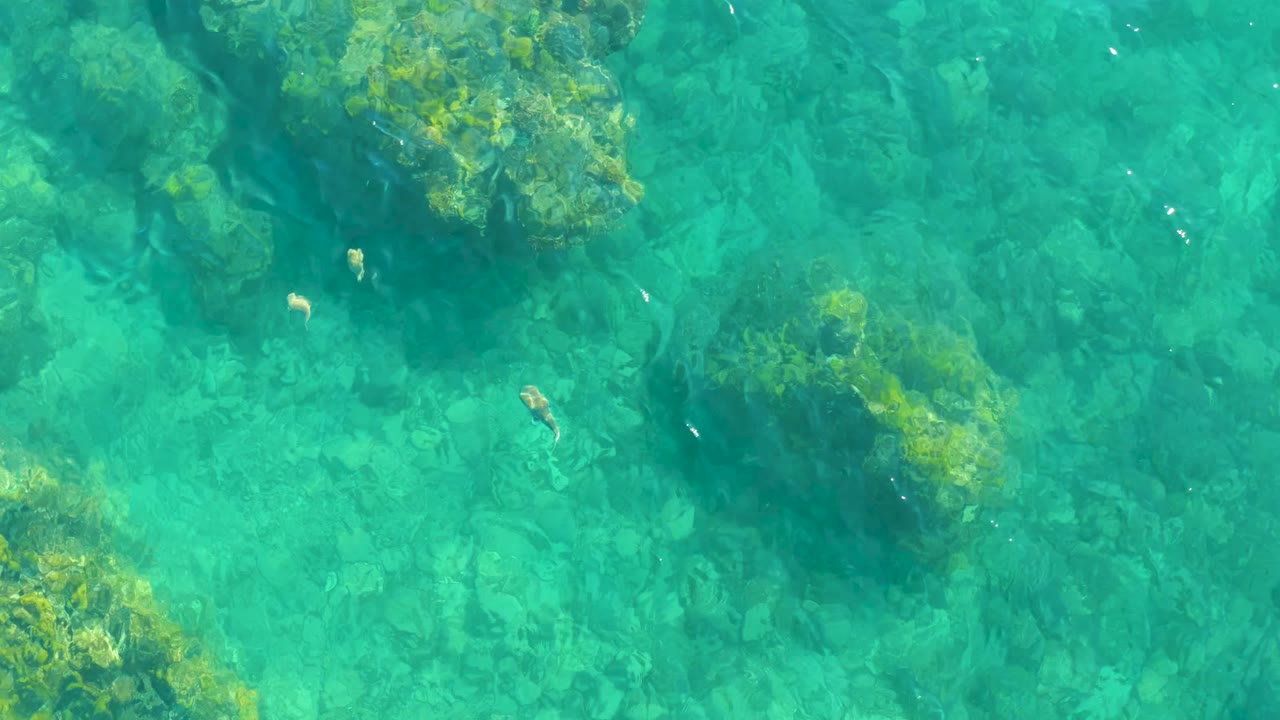 At 0:01, small fish are spaced across clear turquoise water above pale stones and green algae-covered rocks at Playa Acapulquito Los Cabos, with no visible people.