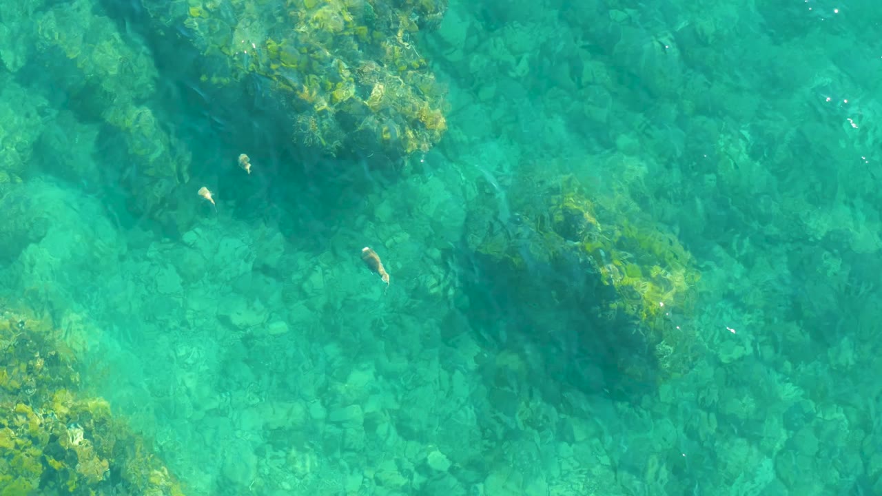At Playa Acapulquito Los Cabos, the frame shows a darker algae-covered rock cluster near center with small fish moving through clear water and no visible people.