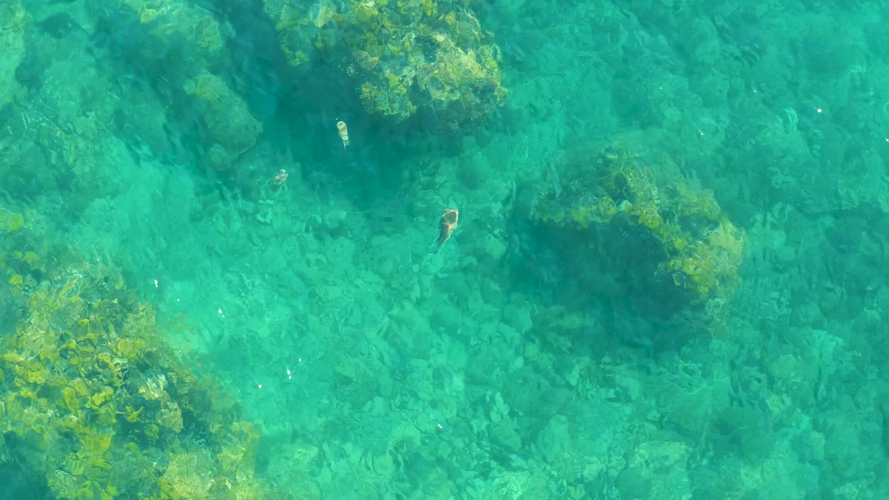 Small fish are visible in clear turquoise water over algae-covered rocks at Playa Acapulquito in Los Cabos, with no visible people.