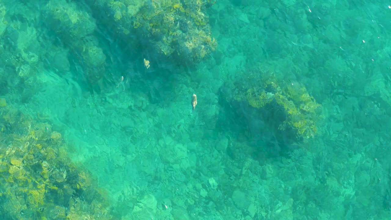Fish drifting above a rocky seabed in transparent blue-green water
