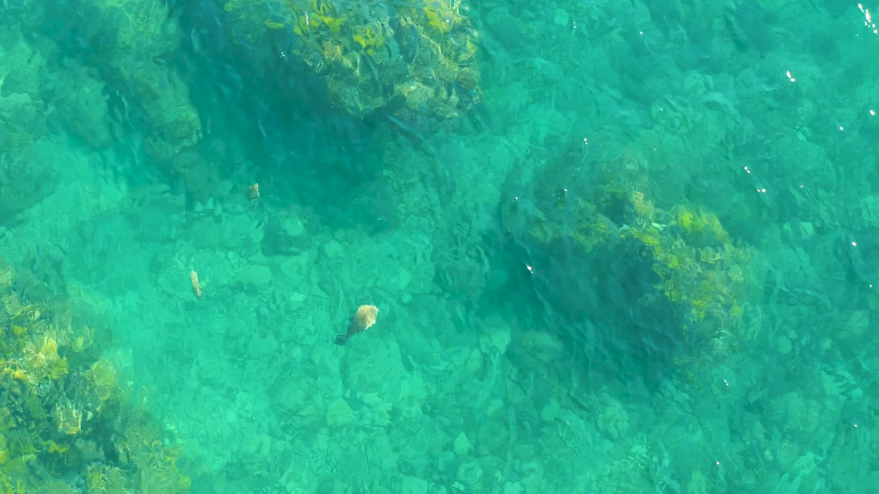 Overhead view of clear turquoise water at Playa Acapulquito, Los Cabos, with rocky seabed patches, small fish near the left side, and no visible people.