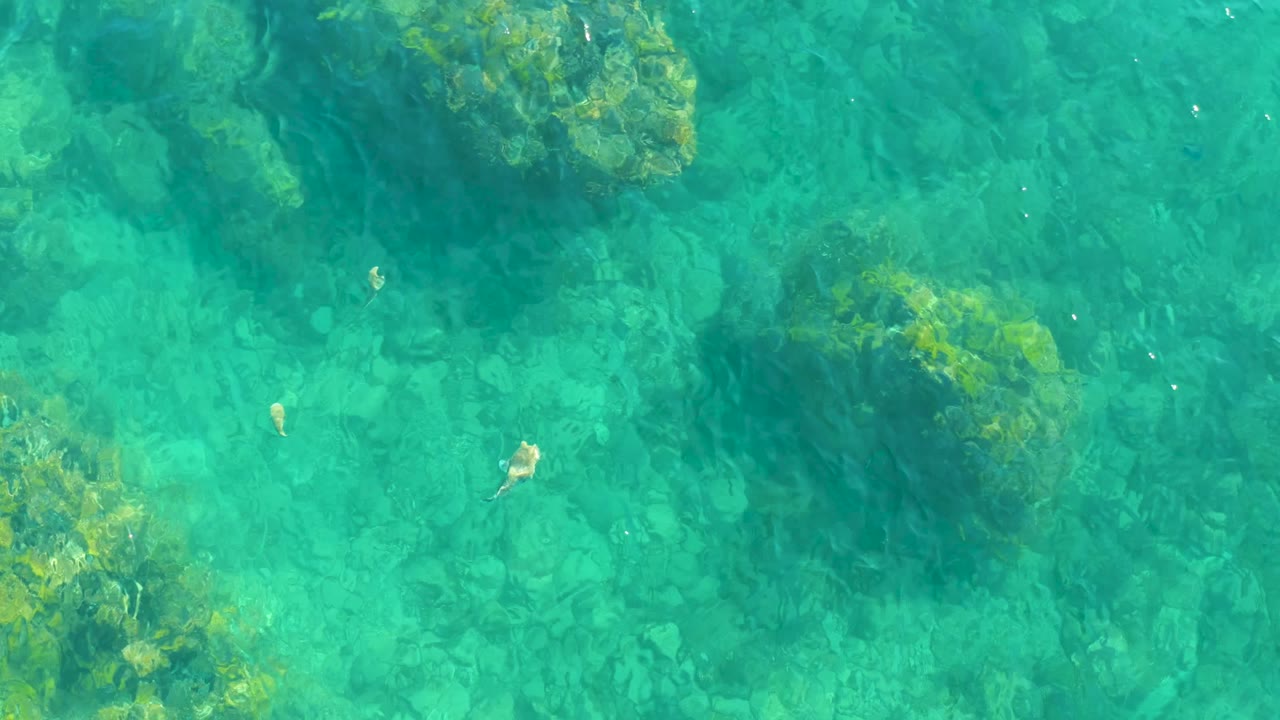 Small fish over clear water and rocky seabed