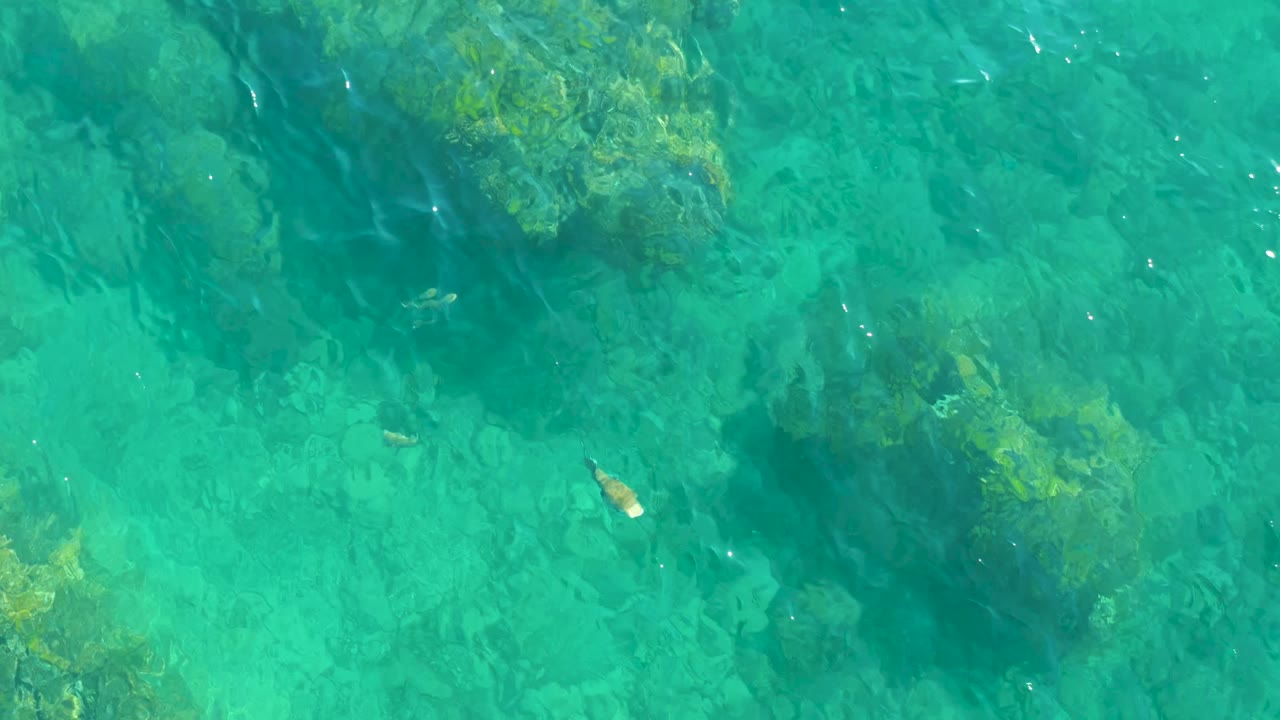 Top-down view of clear turquoise water at Playa Acapulquito Los Cabos with algae-covered rocks, a few small fish, and no visible people.