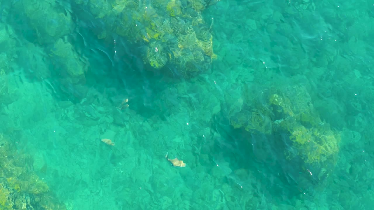 Small fish above algae-covered rocks in turquoise water