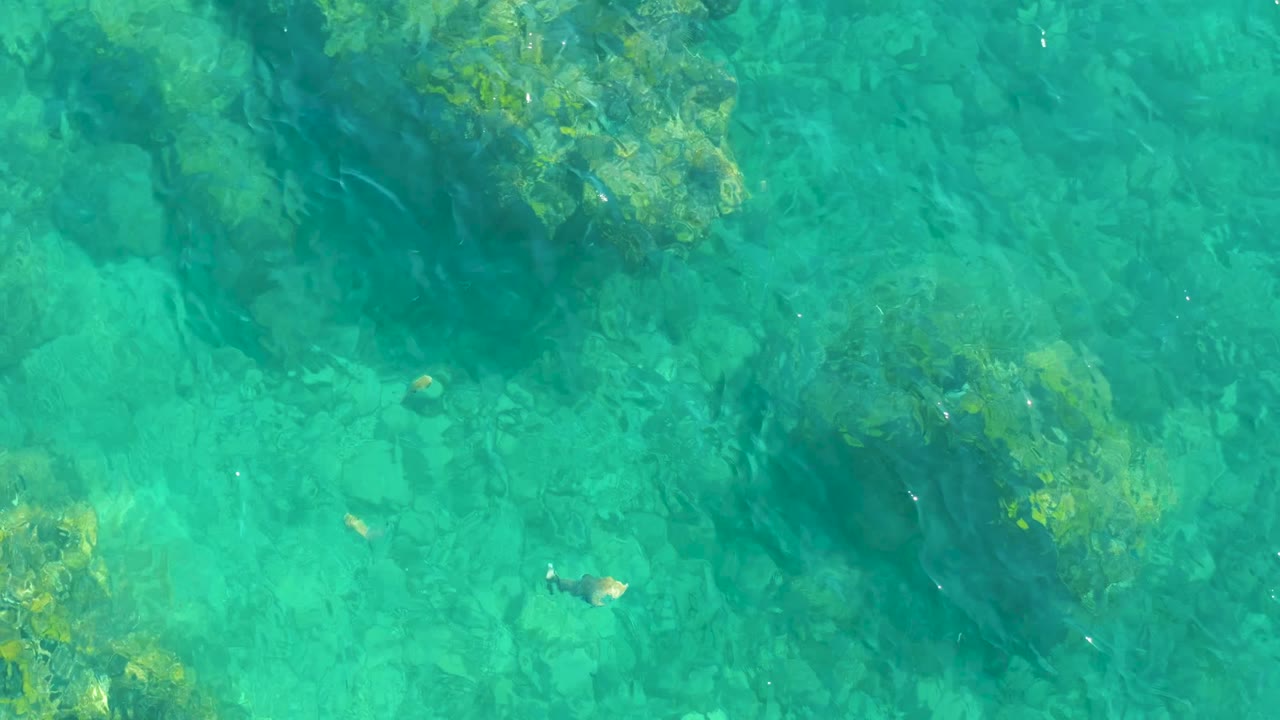 Clear water reveals a rocky seabed at Playa Acapulquito Los Cabos, with green algae on several rocks and small fish moving through open turquoise areas, no visible people.
