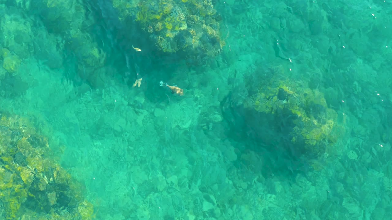 Overhead view of clear turquoise water at Playa Acapulquito, Los Cabos, with algae-covered rocks near the upper frame and small fish visible, no visible people.