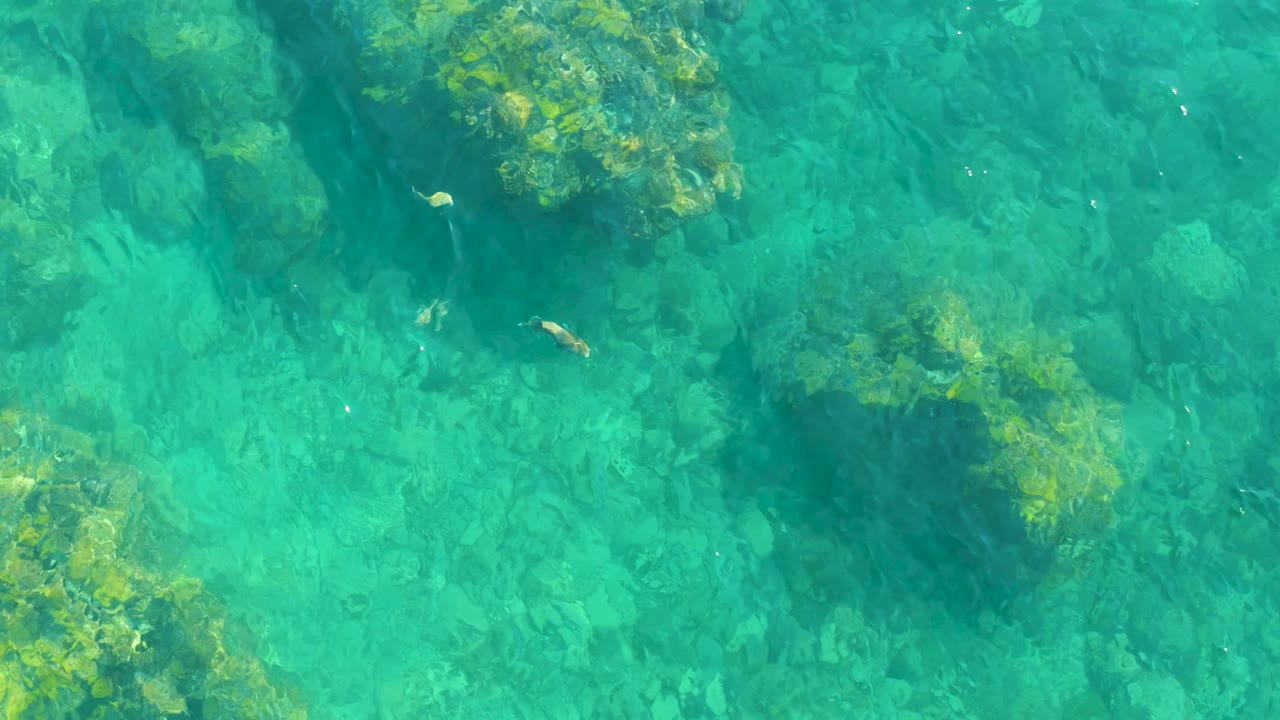 Small fish swimming above submerged rocks in turquoise water.