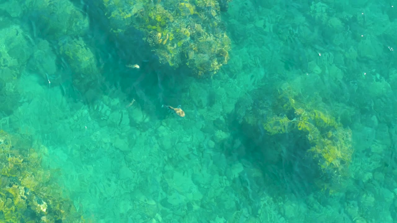 Overhead Playa Acapulquito water view with green algae on rock clusters, transparent turquoise shallows, and tiny fish near the upper and mid frame, no visible people.