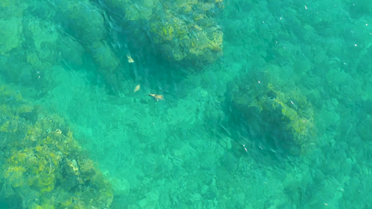 At Playa Acapulquito in Los Cabos, clear turquoise water reveals clustered algae-covered rocks and scattered small fish near the start of the clip, with no visible people.