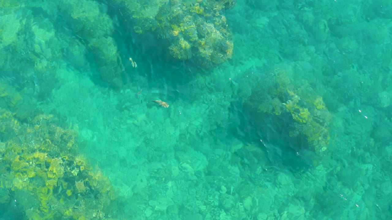 Small fish swim above rocks in clear green-blue water.