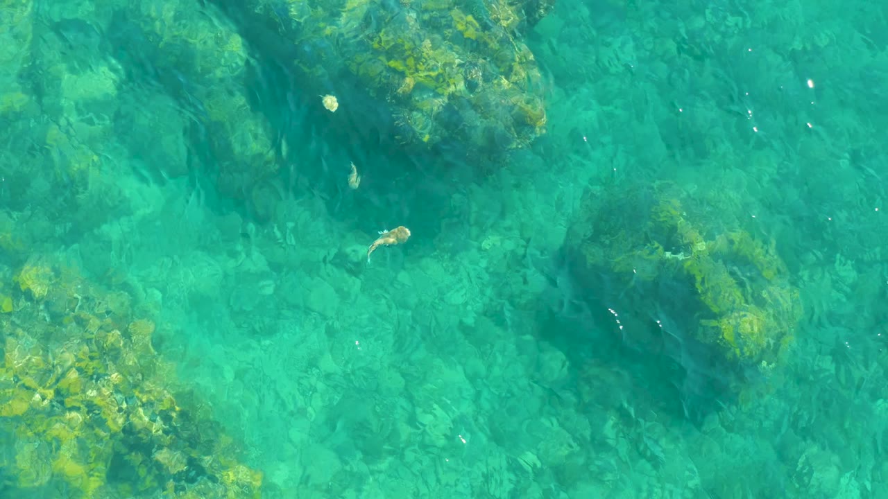 Clear turquoise water at Playa Acapulquito in Los Cabos reveals algae-covered seabed rocks and a small fish near the upper left area, with no visible people.