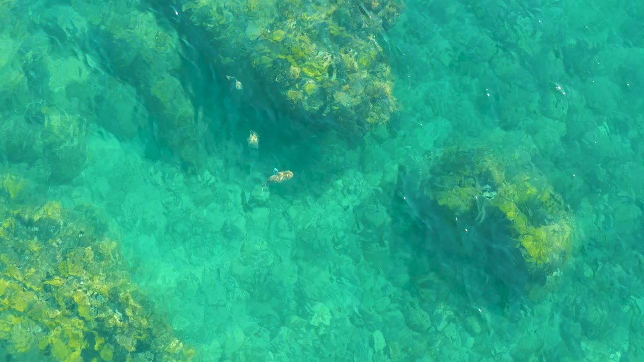Small fish over shallow turquoise water and green rock patches