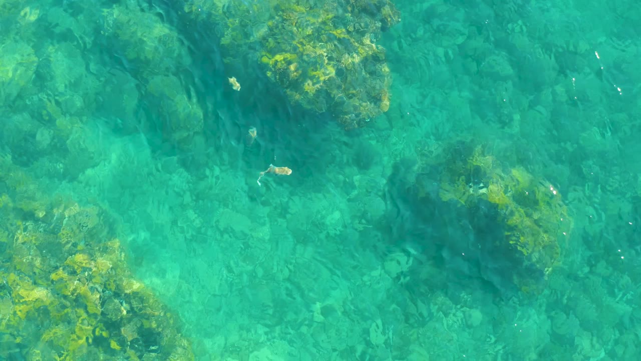 The frame shows a top-down look through clear water at Playa Acapulquito, with a small fish crossing above muted green rocks and no visible people.