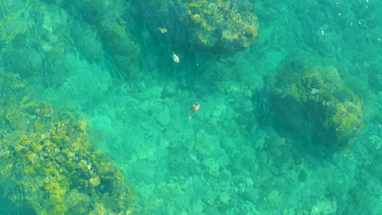 Top-down view of clear turquoise water at Playa Acapulquito Los Cabos, with algae-covered rocks below, several small fish near the surface, and no visible people.
