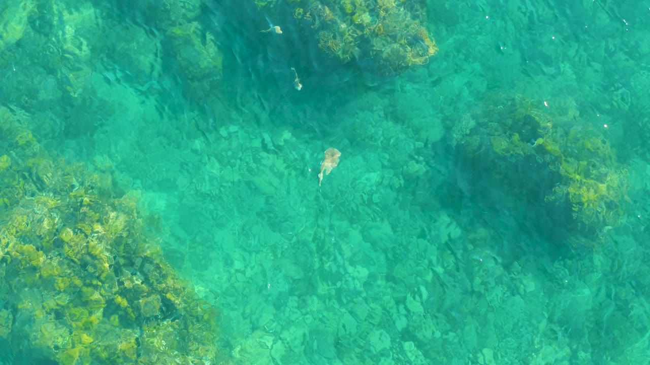 Clear water at Playa Acapulquito Los Cabos shows a small pale fish crossing above green algae patches and submerged rocks, with no visible people.