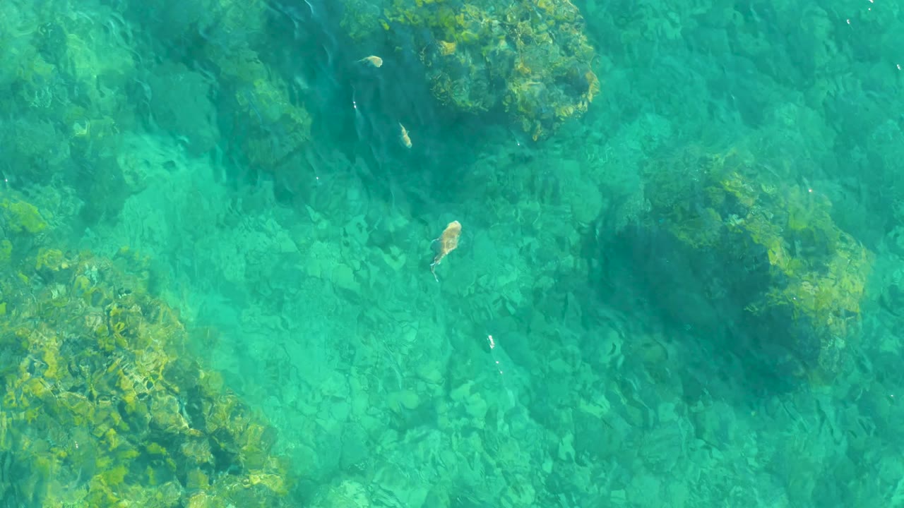 A top-down frame from Playa Acapulquito Los Cabos shows turquoise water, darker rock shadows, green algae clusters, small fish, and no visible people.