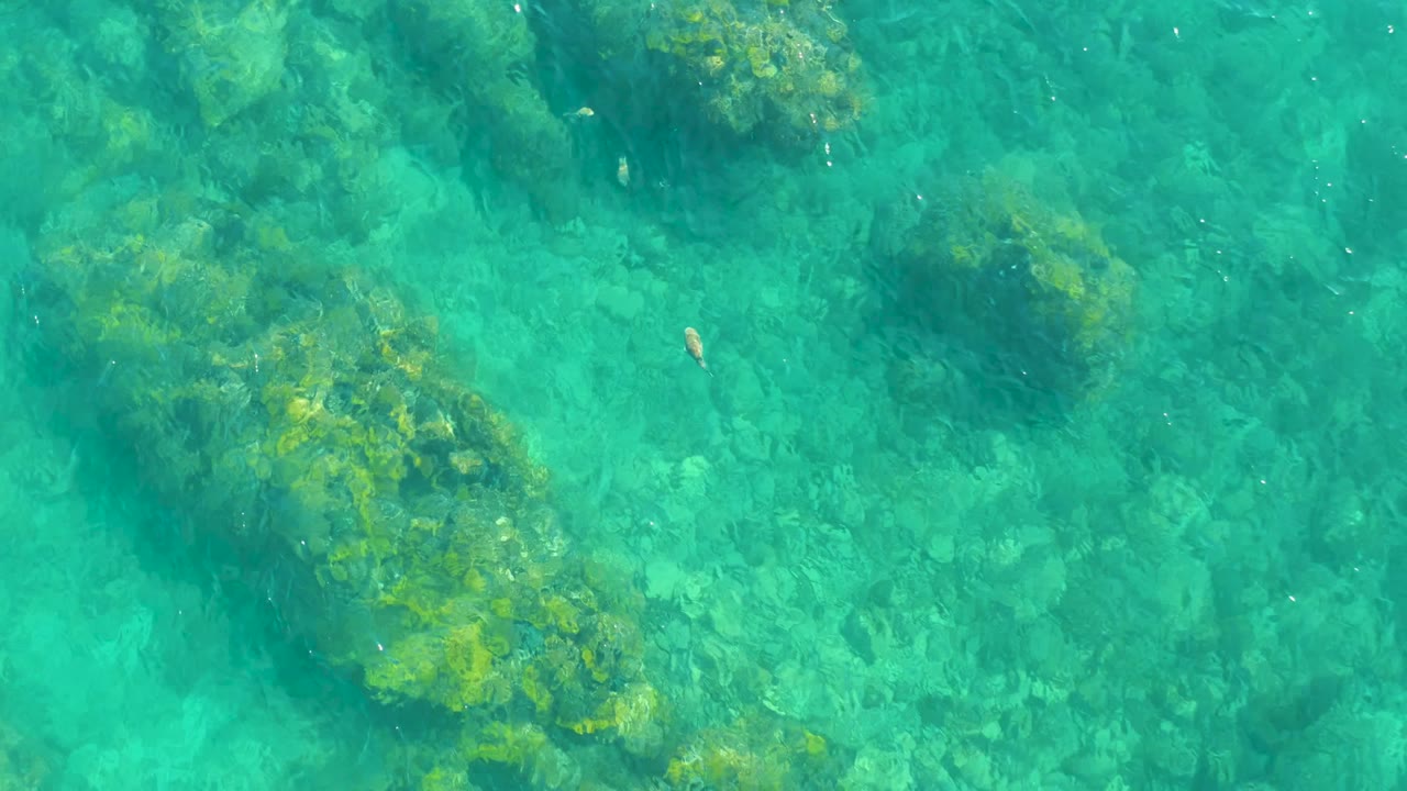 Overhead frame at Playa Acapulquito, Los Cabos, with broad turquoise water, green algae on submerged rocks, faint fish shapes, and no visible people.