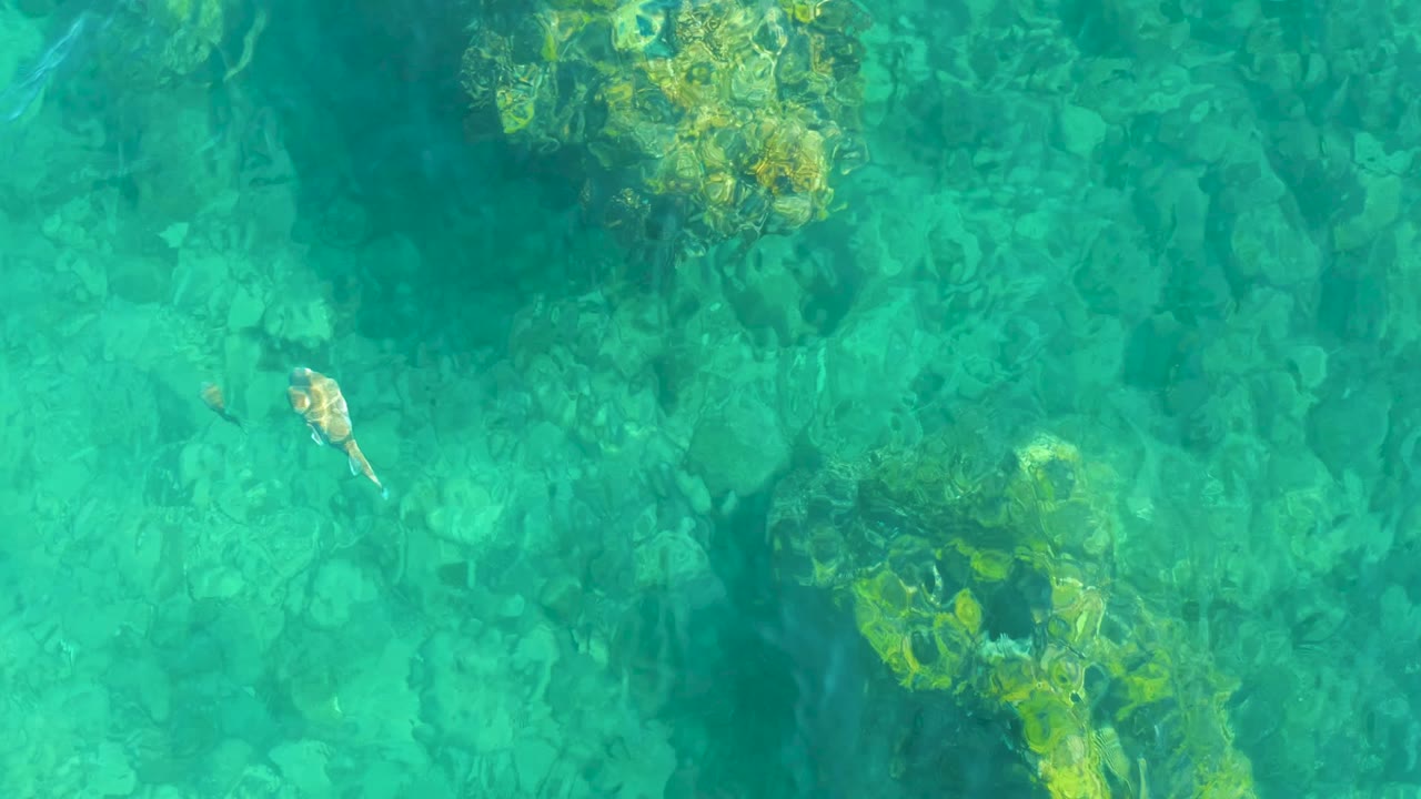At 0:00, a small fish is visible in clear turquoise water above rocky seabed patches at Playa Acapulquito, Los Cabos, with no visible people.
