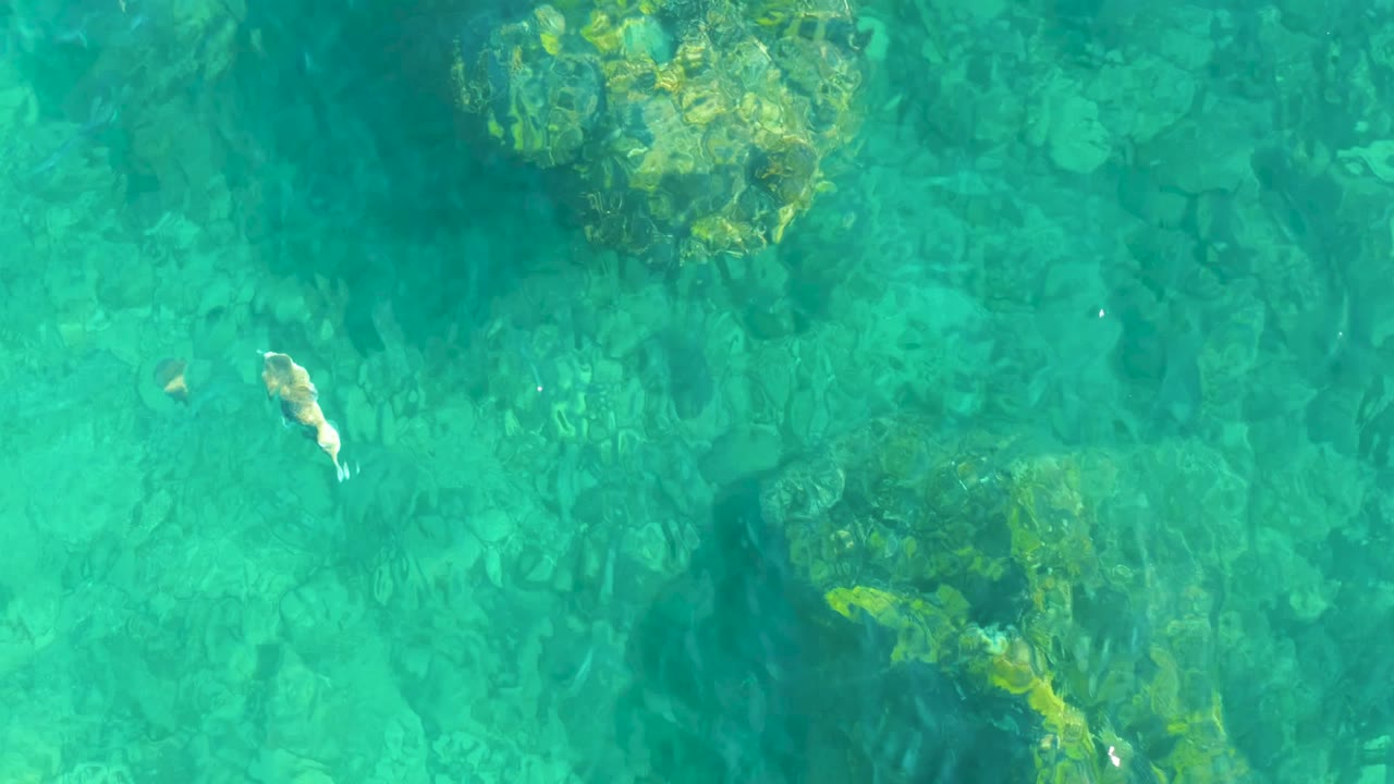 Fish crossing shallow turquoise water near darker rock patches.
