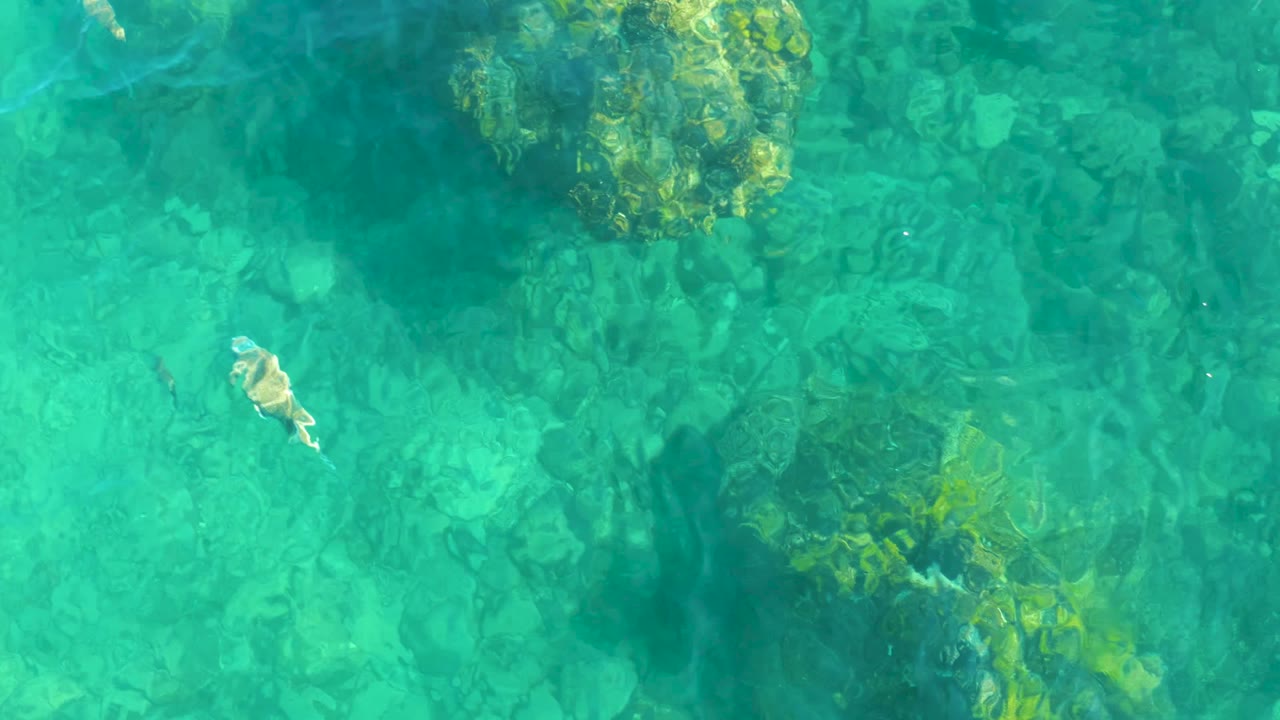 At 0:02, the fish sits in open turquoise water between submerged rocks and mottled seabed texture at Playa Acapulquito, Los Cabos, with no visible people.