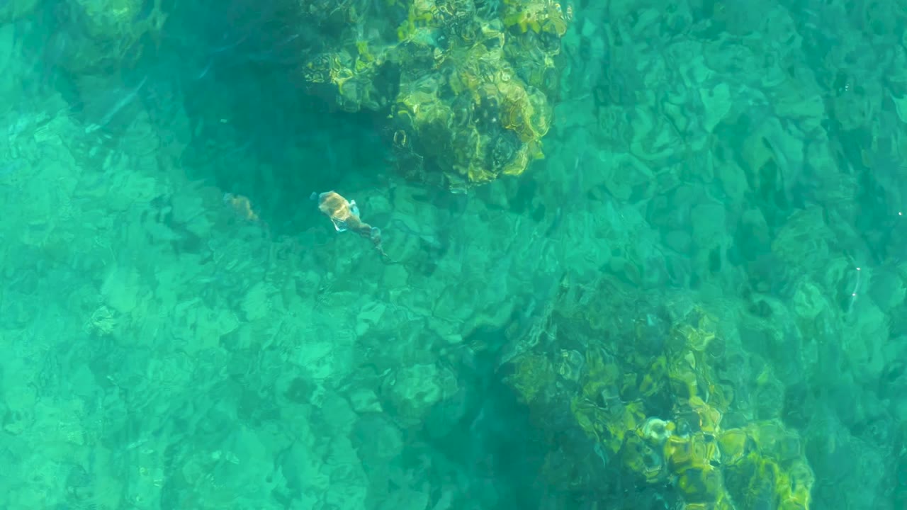 At Playa Acapulquito in Los Cabos, a small fish appears near the left side of clear turquoise water above rocks and algae, with no visible people.