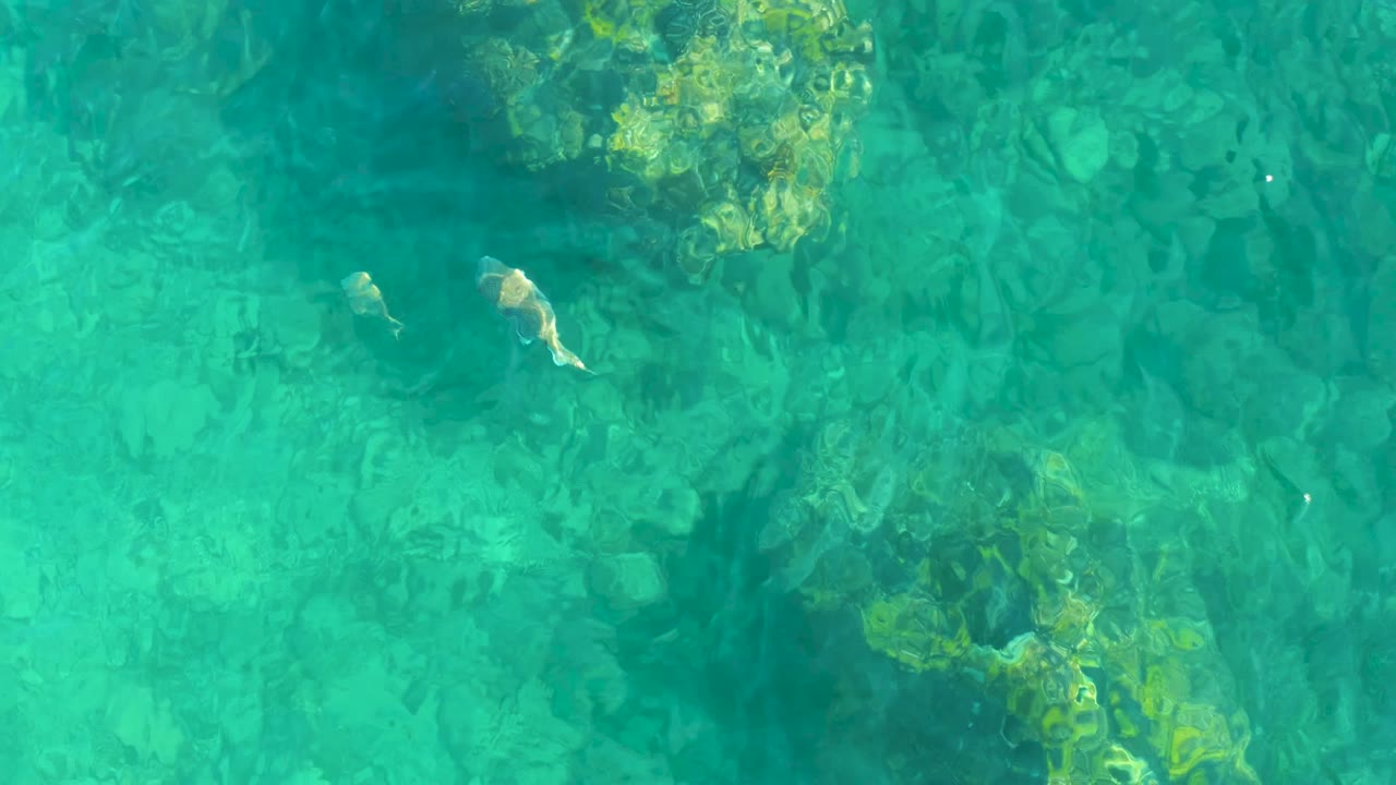 Two small fish swimming above rocks in turquoise water.