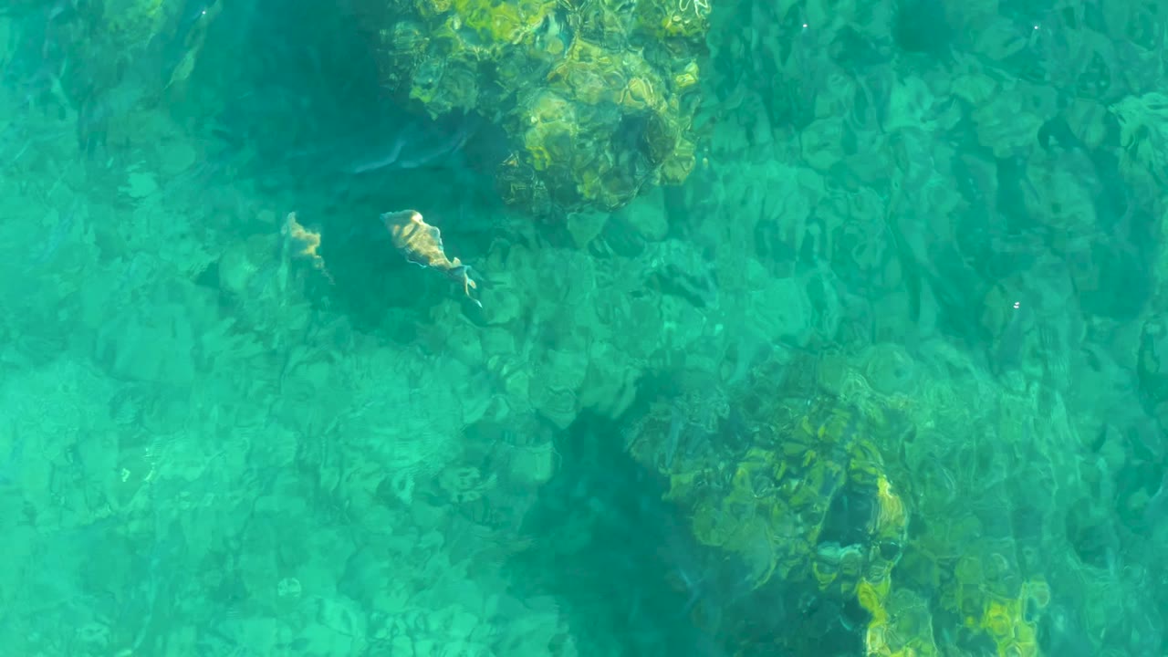 At Playa Acapulquito in Los Cabos, small fish swim near algae-covered rock formations visible through turquoise water, with no visible people.