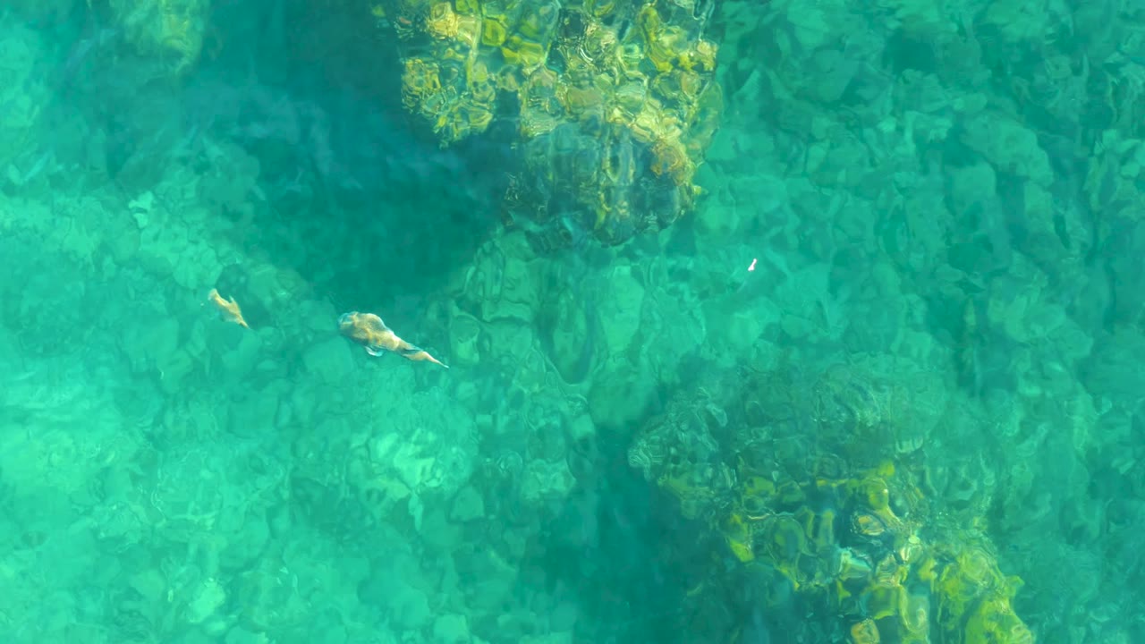 Overhead frame from Playa Acapulquito shows a sea otter swimming across clear turquoise water above a rocky seabed and kelp patches, with no visible people.