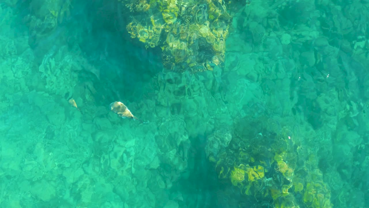 At 0:01, the sea otter appears farther across the overhead view, with green-brown rocks and kelp visible through the clear water and no visible people.