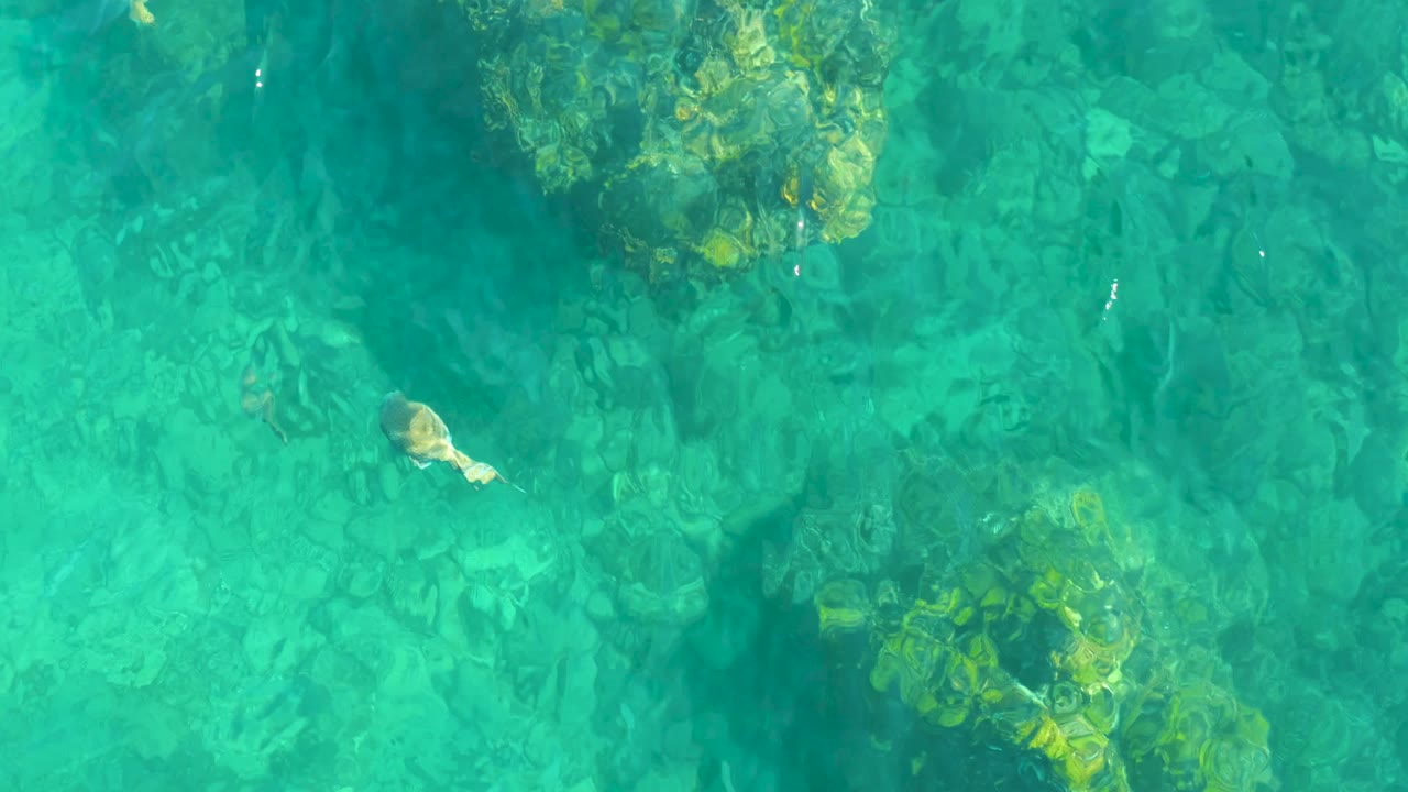 At 0:02, the overhead Playa Acapulquito view keeps the sea otter near the center of clear turquoise water, with darker rocky shapes below and no visible people.