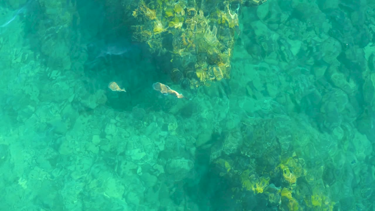 Small pale fish swims near the left side of clear turquoise water above rocks at Playa Acapulquito, Los Cabos, with no visible people.