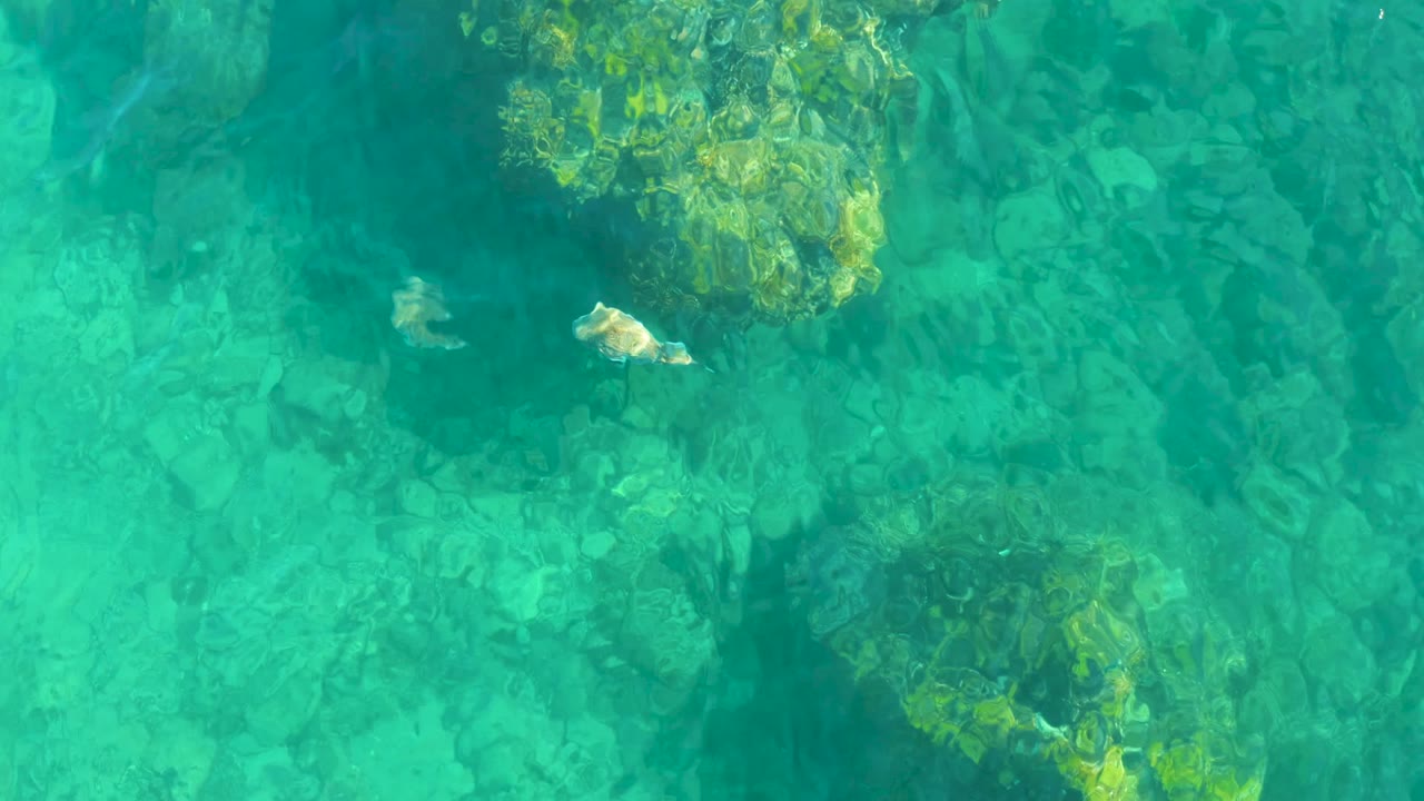 Fish in clear water between submerged rocks