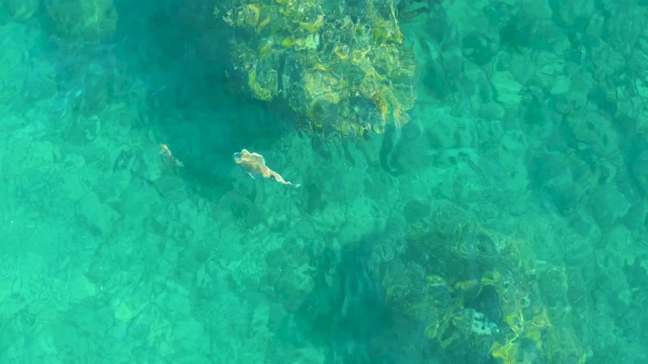 The fish is visible near the upper right of a top-down frame of clear Playa Acapulquito water with rocky patches below and no visible people.