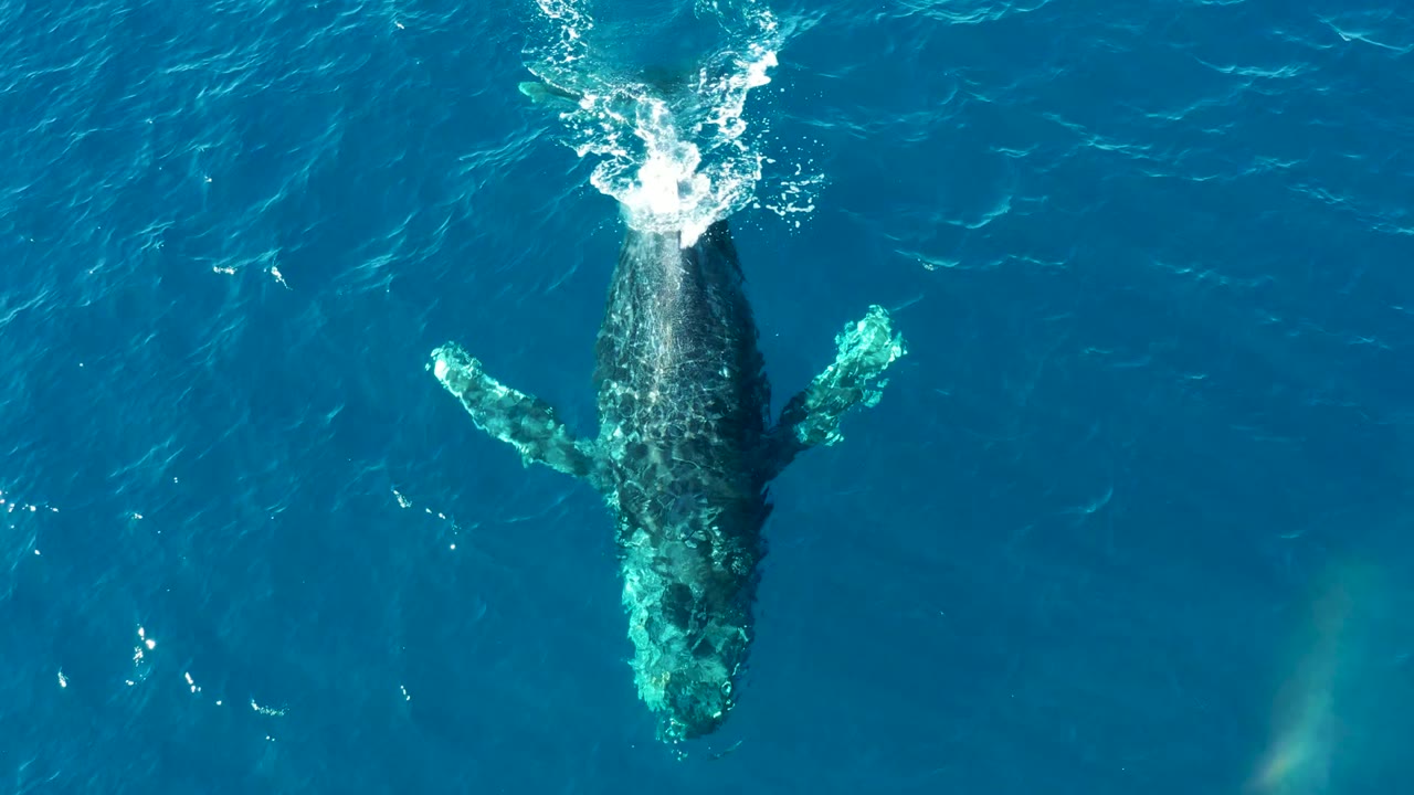 Overhead view of a humpback whale near the surface in blue ocean water at Buzzards East Cape, Baja California Sur, with white spray above the whale and no visible people.